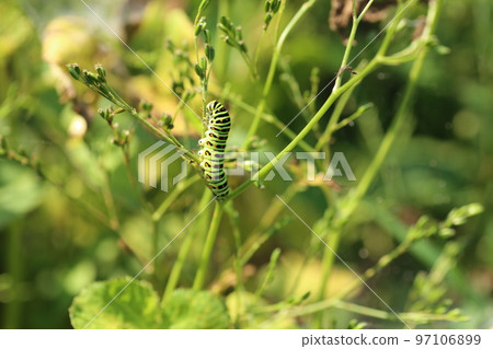 Papilio machaon 幼蟲吃 mitsuba 97106899