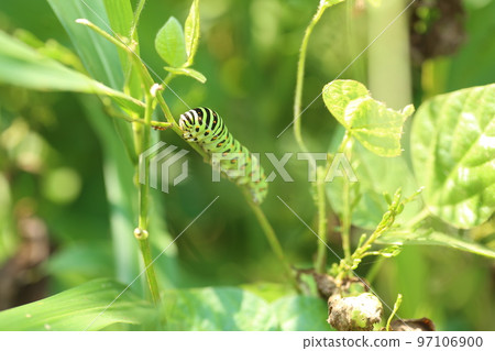 Papilio machaon 幼蟲吃 mitsuba 97106900
