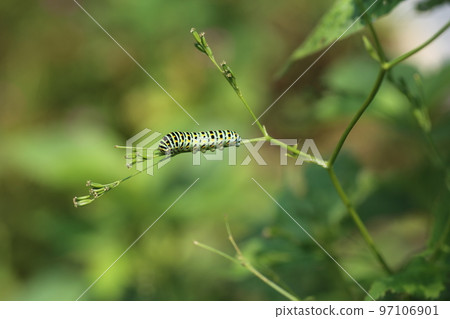Papilio machaon 幼蟲吃 mitsuba Papilio machaon 幼蟲吃 mitsuba 97106901