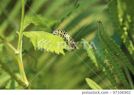 Papilio machaon 幼蟲吃 mitsuba 97106902