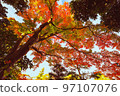 秋天的樹葉 97107076