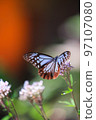 昆蟲蝴蝶 97107080
