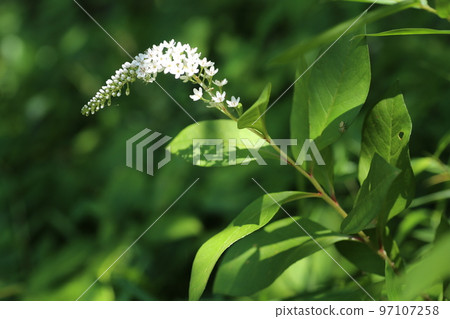 White flowers, Lysimachia clethroid flowers, which bloom quietly under the forest in early summer White flowers, Lysimachia clethroid flowers, which bloom quietly under the forest in early summer 97107258