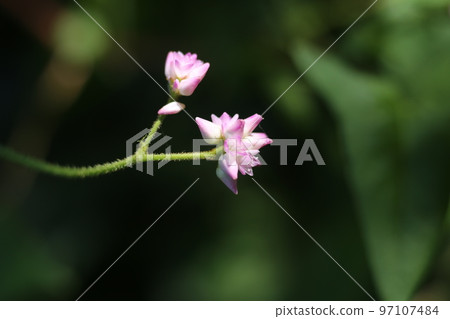 White small dainty flower White small dainty flower 97107484