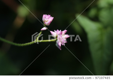 White small dainty flower White small dainty flower 97107485