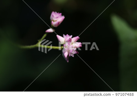 White small dainty flower White small dainty flower 97107488