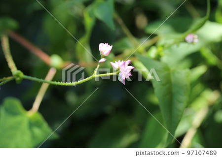 白色小花 白色小花 97107489
