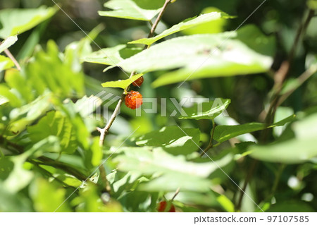 Small red fruit of paper mulberry, raw material for Japanese paper, which grows in early summer Small red fruit of paper mulberry, raw material for Japanese paper, which grows in early summer 97107585