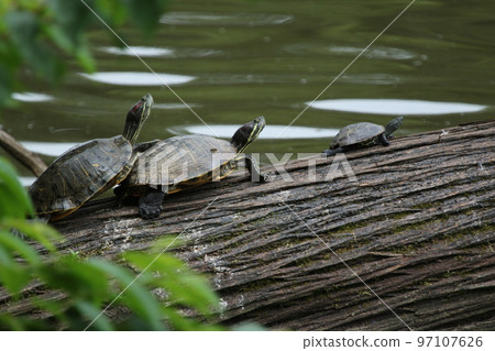 Red-eared slider sunbathing on a tree that has fallen into a pond in the park 97107626