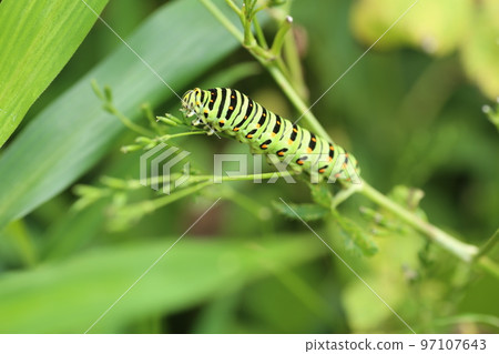 Papilio machaon 幼蟲吃 mitsuba Papilio machaon 幼蟲吃 mitsuba 97107643