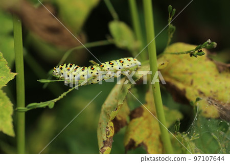 Papilio machaon larvae eating mitsuba 97107644