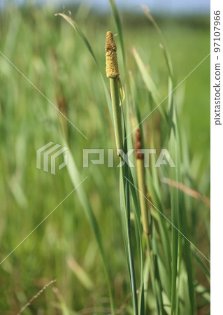 Cattail flowers blooming in abandoned paddy fields Cattail flowers blooming in abandoned paddy fields 97107966