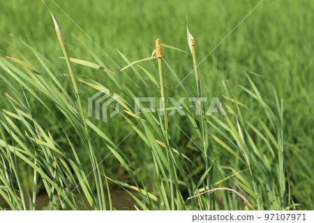 Cattail flowers blooming in abandoned paddy fields Cattail flowers blooming in abandoned paddy fields 97107971