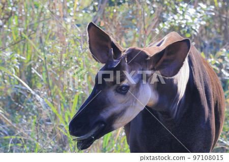 Okapi Okapi 97108015