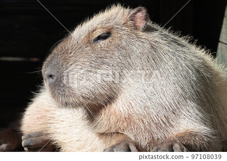 Capybara 97108039