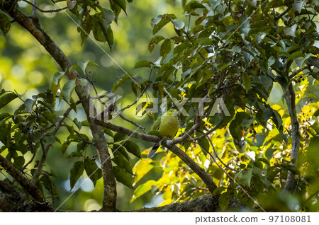 pin tailed green pigeon or Treron apicauda on tree at dhikala jim corbett national park uttarakhand india asia 97108081