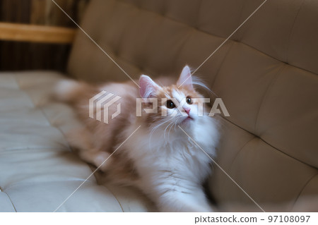 毛孩 貓 貓咪 97108097