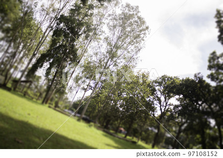 Local green grass field in public park Local green grass field in public park 97108152
