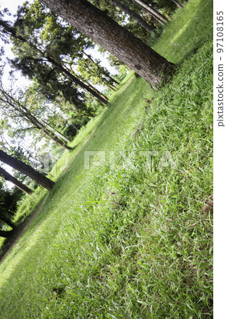 Local green grass field in public park Local green grass field in public park 97108165