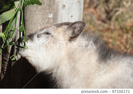 日本血統 日本血統 97108172