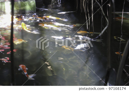 Colorful and multicolor fancy carps fish in the tank 97108174
