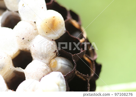 黃色大黃蜂幼蟲 97108276