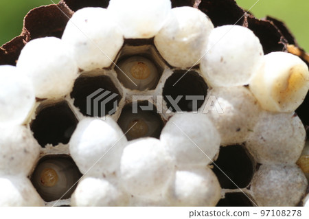 Yellow hornet larvae Yellow hornet larvae 97108278