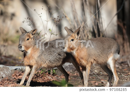 馬拉 馬拉 97108285