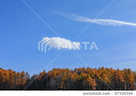 [Biei Town, Hokkaido] Blue sky and autumn leaves in the forest 97108384