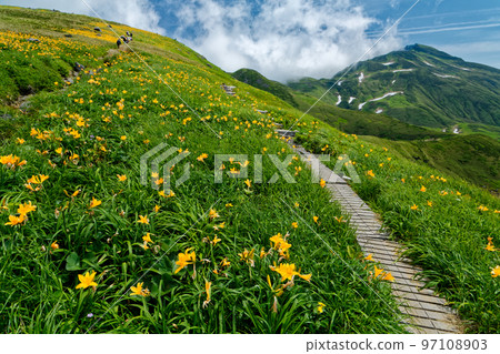 美濱附近的黃花菜群落和鳥海山的景色 97108903