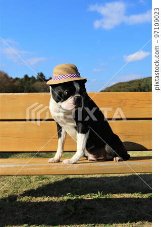 A Boston terrier with a straw hat sitting on a bench in Aigo no Sato, Hatoyama Town, where white clouds float in the blue sky and looking out over the woodlands ♡ Mighty-kun A Boston terrier with a straw hat sitting on a bench in Aigo no Sato, Hatoyama Town, where white clouds float in the blue sky and looking out over the woodlands ♡ Mighty-kun 97109023