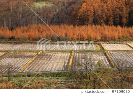 [Biei-cho, Hokkaido] Autumn leaves and snow cover in late autumn 97109080