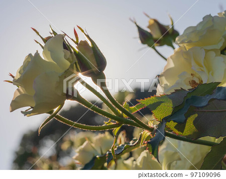 one stem one stem 97109096