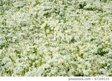 薄荷櫻桃樹 97109155