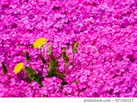 Shiba and Dandelion Shiba and Dandelion 97109157