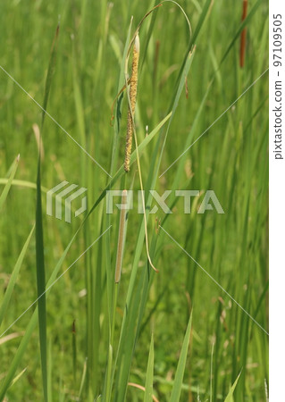 蒲公英花在廢棄的稻田中綻放 97109505