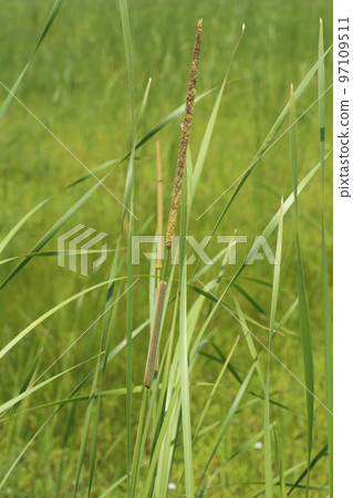 Cattail flowers blooming in abandoned paddy fields Cattail flowers blooming in abandoned paddy fields 97109511
