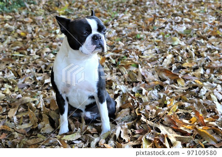 2022Mighty，日本最快樂的波士頓梗，坐在鳩山鄉村公園附近森林的落葉上 97109580