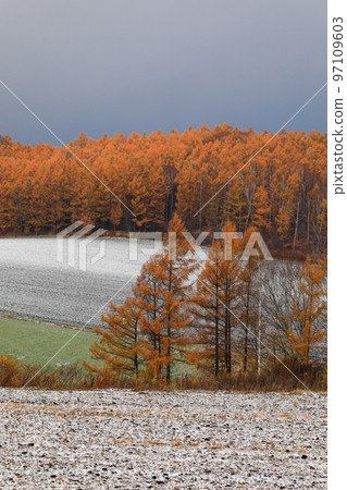 [Biei-cho, Hokkaido] Autumn leaves and snow cover in late autumn 97109603