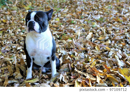 2022Mighty, the happiest Boston terrier in Japan sitting on fallen leaves in the forest near rural park in Hatoyama 97109712