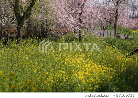 Sakura in full bloom Ageo Maruyama Park 97109738