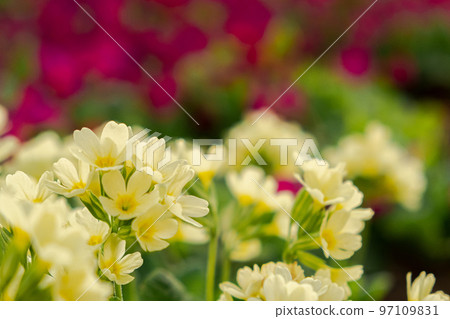 Easter concept. Primrose Primula with yellow flowers in flowerbed in spring time. Inspirational natural floral spring or summer blooming garden or park. Hello spring Easter concept. Primrose Primula with yellow flowers in flowerbed in spring time. Inspirational natural floral spring or summer blooming garden or park. Hello spring 97109831