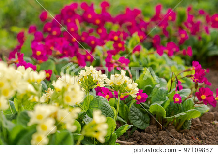 Easter concept. Primrose Primula with yellow and pink flowers in flowerbed in spring time. Inspirational natural floral spring or summer blooming garden or park. Hello spring 97109837