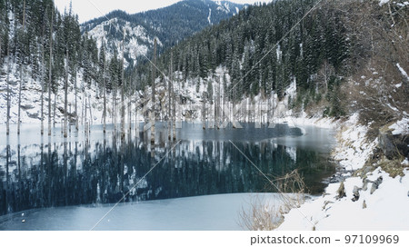 Coniferous tree trunks come out of a mountain lake Coniferous tree trunks come out of a mountain lake 97109969