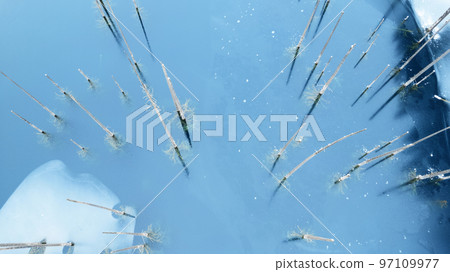 Coniferous trees stand in freezing water Coniferous trees stand in freezing water 97109977