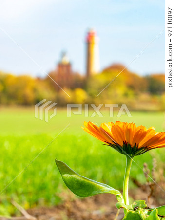 Blooming orange flower with lighthouse Kap Arkona in blurry background. Blooming orange flower with lighthouse Kap Arkona in blurry background. 97110097