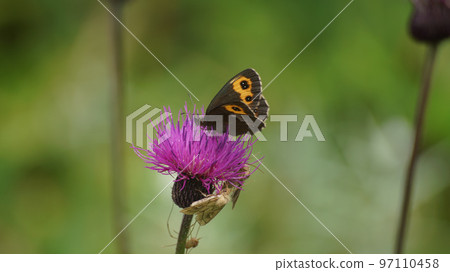 Red thistle sucking nectar from thistle 97110458