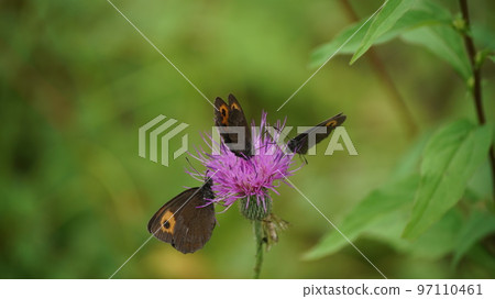 Red thistle sucking nectar from thistle Red thistle sucking nectar from thistle 97110461