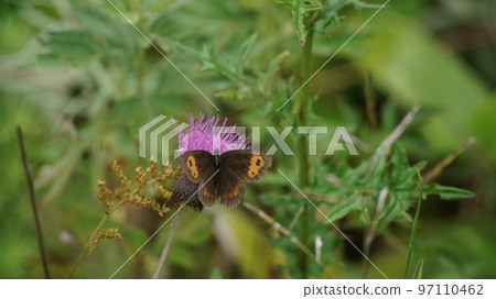 Red thistle sucking nectar from thistle 97110462