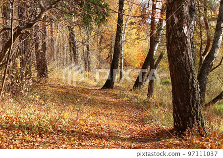 Forest edge between the birches 97111037